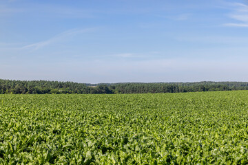 Fototapeta na wymiar Green tops of sugar beet in the field