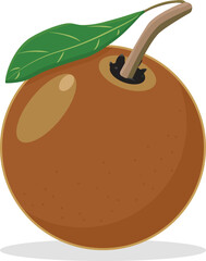 Sapodilla exotic tropical fruit vector 