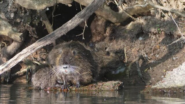 Nutria, myocastor coypus family nesting on the riverside, cleaning and grooming in front of their den home, constantly rubbing their face and the rest of the body with front claws.