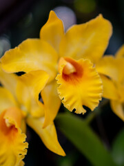 Orqu&iacute;dea Amarilla