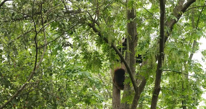 One giant panda bear climbing in the tree at spring woods