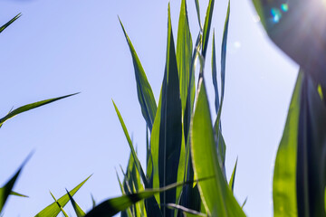 Obraz premium Green corn illuminated by sunlight