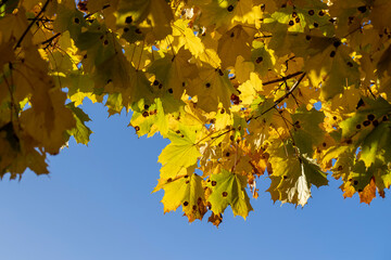 Autumn colorful foliage of maples during leaf fall