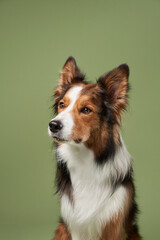 funny dog on a green background. Happy border collie in studio 