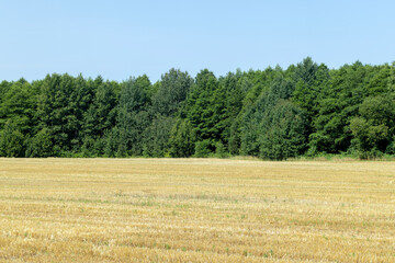 Obraz premium ripe wheat harvest in summer
