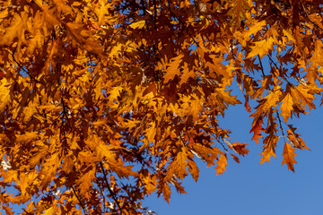 Orange dry oak foliage in the autumn season