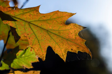 Fototapeta na wymiar Orange oak foliage close up