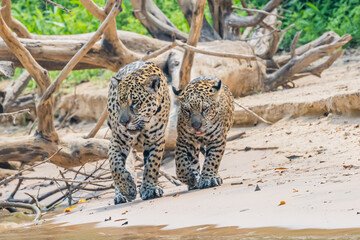 Mother and Jaguar cub walking on the river bank in the Pantanal © Hans