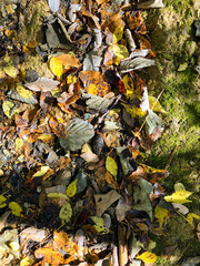yellow and brown fallen leaves on mossy ground