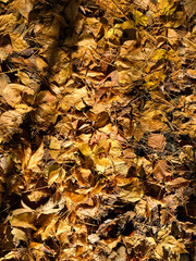 fallen yellow leaves on the ground