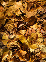 fallen yellow leaves on the ground 2