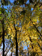 autumn trees with yellow and light green leaves in the forest