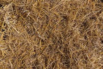 Yellow-golden straw in the field after harvesting