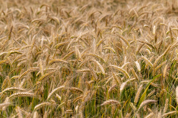 An agricultural field where wheat is grown