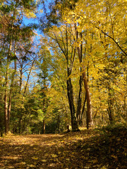 Fototapeta premium autumn in the forest with yellow leaves