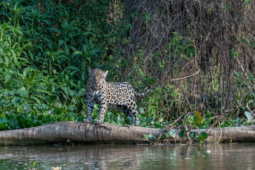 Jaguar surveying its surroundings on the Cuiaba river - Pantanal -standing on a log - obrazy, fototapety, plakaty