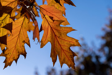 Orange oak foliage close up