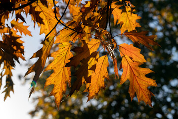 Orange oak foliage close up