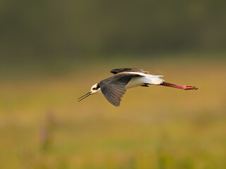 Black-necked Stilt in flight on green yellow background