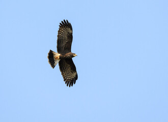 Snail Kite  in flight hunting against blue sky