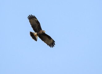 Snail Kite  in flight hunting against blue sky