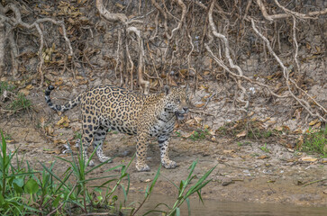 Jaguar in the pantanal jungle