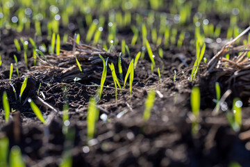 A farmer's field where wheat is grown to harvest grain