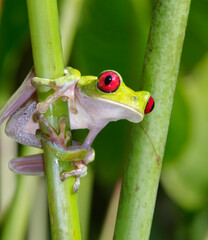 Red-eyed tree frog (Agalychnis callidryas) portrait, Osa Peninsula, Puntarenas, Costa Rica.
