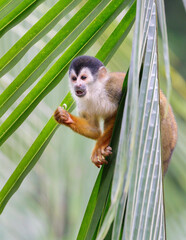 Central American or Red-Backed Squirrel Monkey (Saimiri oerstedii) eating a grasshopper in palm tree, Osa peninsula, Puntarenas, Costa Rica.
