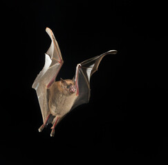 Seba's short-tailed bat (Carollia perspicillata) flying at night, Puntarenas, Costa Rica.