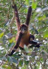 Black-handed or Geoffroy's spider monkey (Ateles geoffroyi) feeding in forest canopy with baby on the back, Osa Peninsula, Puntarenas, Costa Rica.