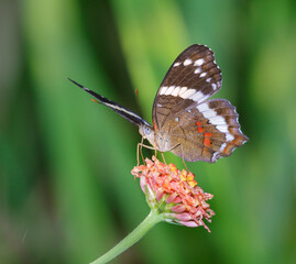 Banded Peacock Butterfly (Anartia fatima), Osa Peninsila, Puntarenas, Costa Rica