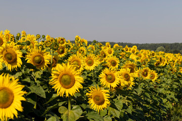 Sunflower field with flowers and bees