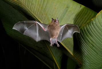 Seba's short-tailed bat (Carollia perspicillata) flying at night under heliconia leaves,...