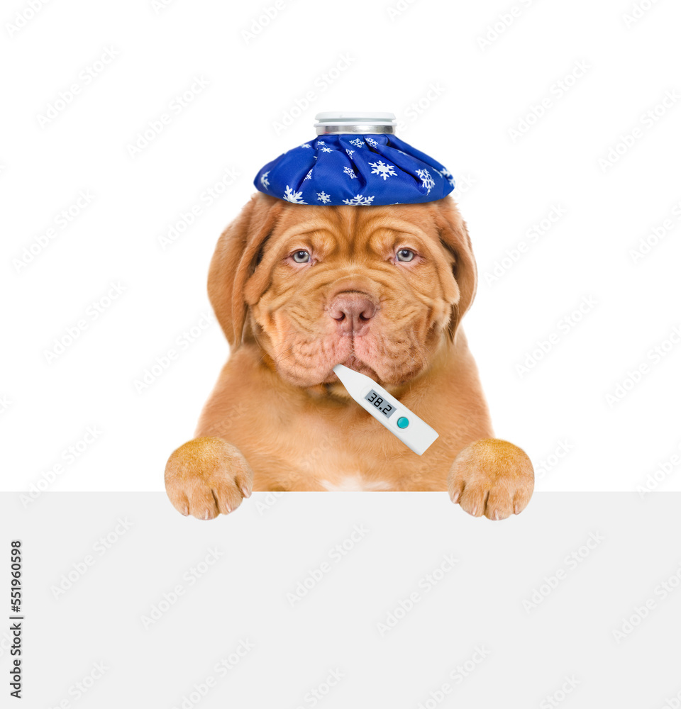 Poster unhapy sick puppy with ice bag on his head holds thermometer in it mouth above empty white banner. i