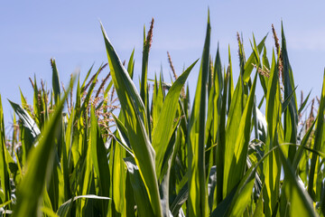 Fototapeta premium Green corn in a field in the sunny summer season