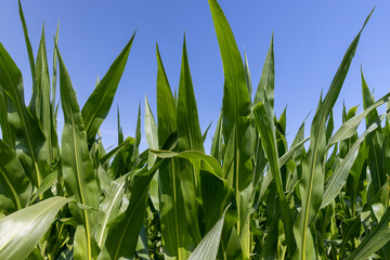 Green corn bushes in the field