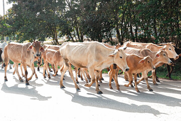 Herd of cows walking in a row, crossing a road in line, on their way to the milking parlor.