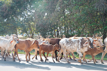 Fototapeta na wymiar Cattleman guiding the herd of cows from behind. Long-horned alpha male cow leads from the front. Rural villages and cultural scenery in Anuradhapura, Sri Lanka.
