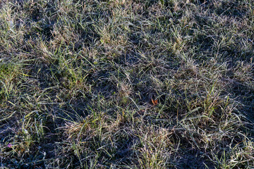 green grass in frost in the morning