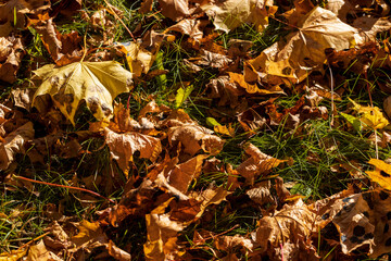 Colored maple tree foliage in autumn
