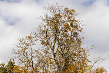 Yellowing and falling foliage of deciduous trees in autumn