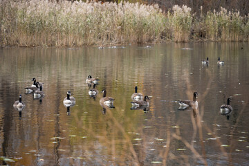 A group of geese swimming in a lake