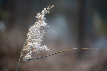 A closeup of white fluffy of reed flower