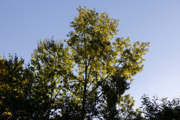 Autumn season in the park, the foliage