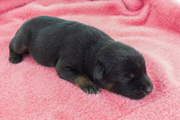 newborn puppies, black mixed breed puppies Sleeping on a pink background.