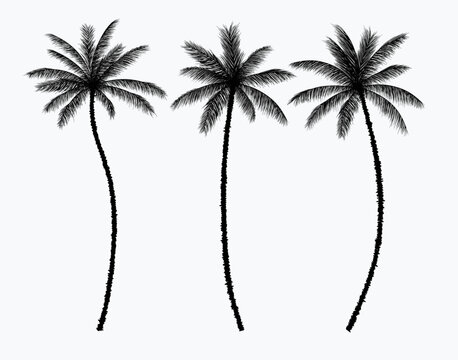 set of Palm silhouettes  isolated on white background. 