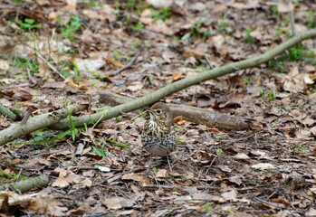 A songbird on fallen leaves on a cloudy day. Moscow region. Russia