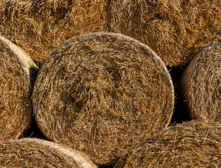 An agricultural field where wheat crops are harvested and straw stacks are stored