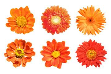 Set of orange flower isolated on white background